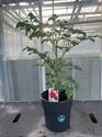 Afbeelding van Tomaat. Cherrytomaat TP23cm
